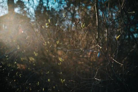 Spring branches with bokeh background Foto stock