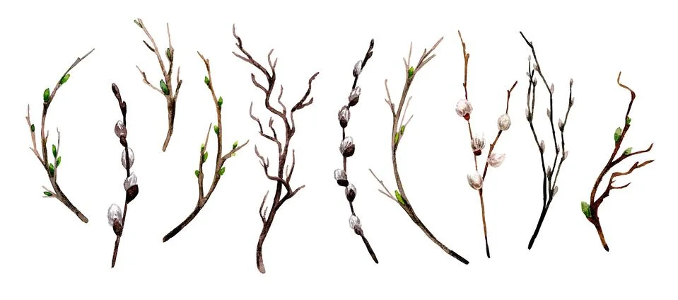 Spring branches with buds and tiny pussies set, Stock Illustration