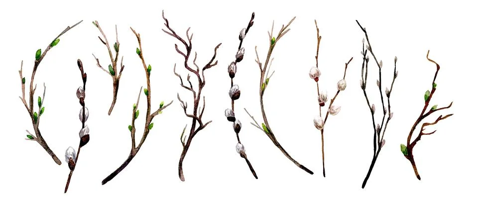 Spring branches with buds and tiny fluffy pussies set Stock Illustration
