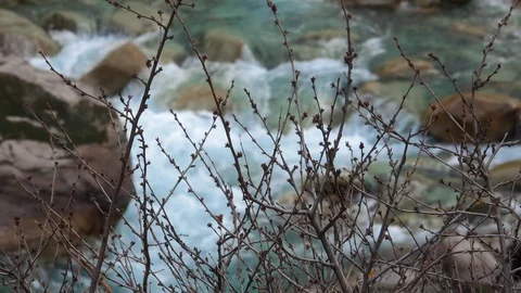 Spring Branches of Bushes against the background of a flowing raging river Video stock 105649309