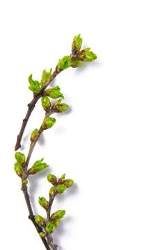 Spring branches Catkins Willow isolated on white background Stock Photos