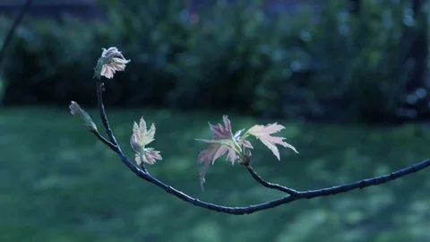 Spring Branches Dancing in the Wind 4K Video Resource - Narrow DOF Stock Footage 75077261