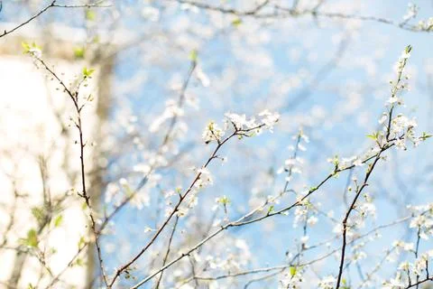Spring branches with delicate white blossoms against a soft blue sky, symbo.. Stock Photos