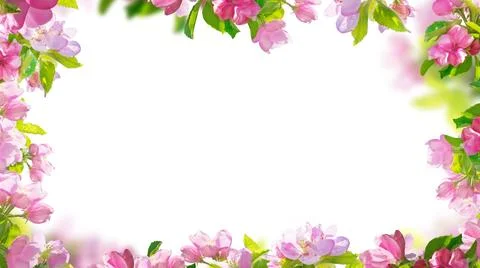 Spring branches of flowers frame background, pink blossoms branches isolated Stock Photos