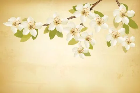 Spring branches with flowers on vintage background. Vector. Stock Illustration