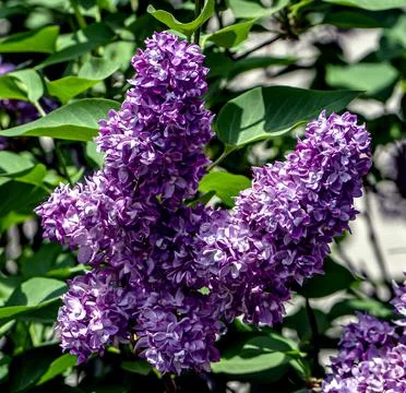 Spring branches of fragrant tender blooming lilac Stock Photos