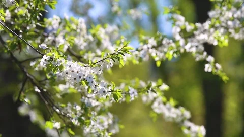 Spring branches of fruit tree with fresh green leaves and white flowers 스톡 동영상 74830991