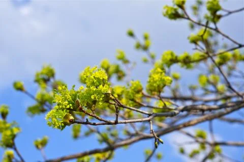Spring branches - green buds on the tree. Foto stock