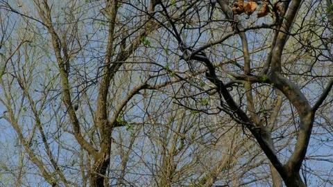 Spring branches grow new young leaves Stock-Footage 95875474