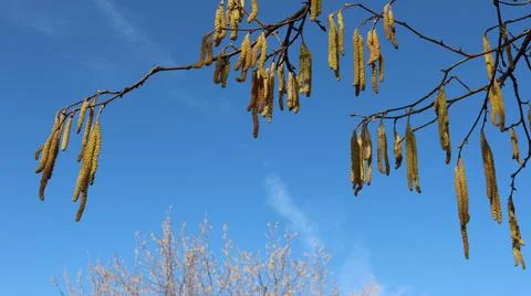 Spring branches of hazel shrub against the sky Stock Photos
