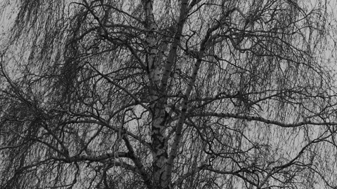 Spring branches of a large tree sway against a cloudy sky Stock Footage 244735523