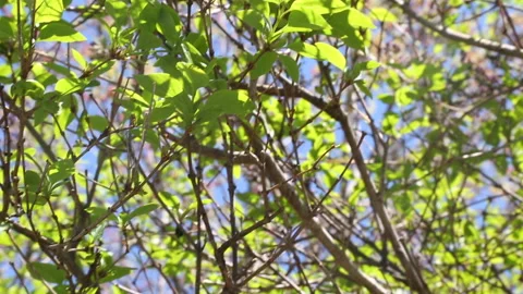 SPRING BRANCHES PAN Stock Footage 183106015