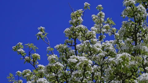 Spring branches of pear trees are abundantly covered with white flowers. Video stock 313378190