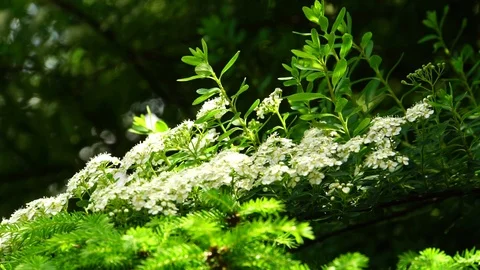 Spring branches Spiraea thunbergii and spruce Picea abies Little Gem Stock Footage 90190760