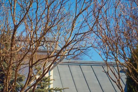 Spring branches with swollen buds close-up Stock Photos