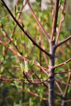 Spring branches of a tree sprouts Stock Photos