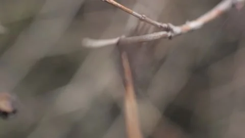 Spring branches with young leaves and buds bloom. branches with young herbs Stock-Footage 133616616