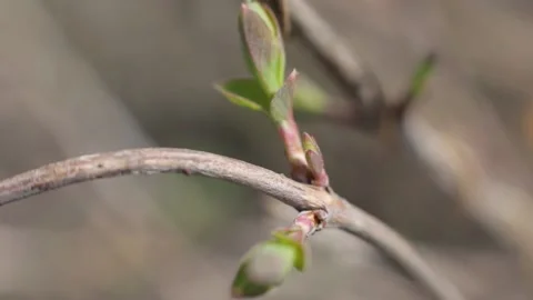Spring branches with young leaves and buds bloom. branches with young herbs Vidéo 133860180