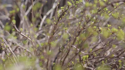 Spring branches with young leaves and buds bloom. branches with young herbs Vidéo 133860298