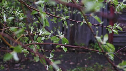 Spring branches with young leaves and buds bloom. branches with young herbs 库存影片 133861202