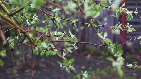 Spring branches with young leaves and buds bloom. branches with young herbs Vidéo 136641441