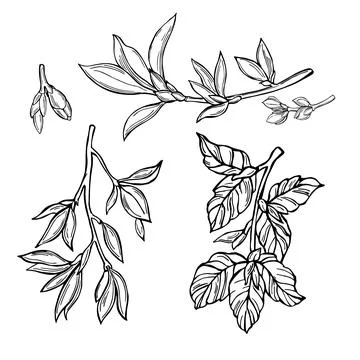 Spring branches with young leaves. Stock Illustration
