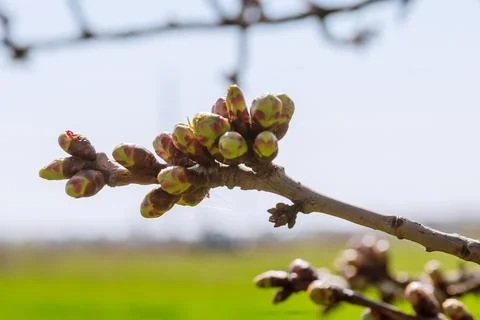Spring. The branches of a young tree are blooming. Buds. Stock Photos