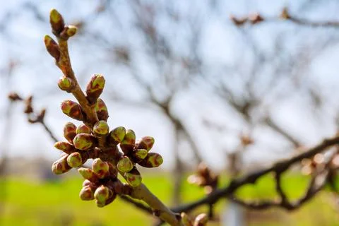 Spring. The branches of a young tree are blooming. Buds. Stock Photos