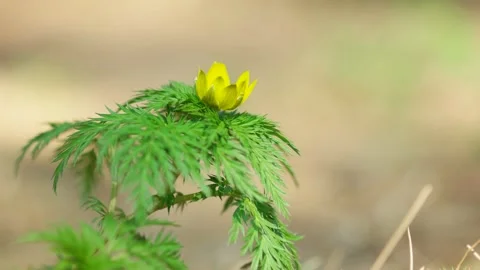 In the spring breeze, the adonis shake to the left and right. Stock Footage 145972938