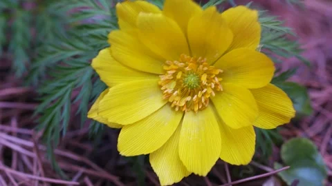 In the spring breeze, the adonis shake to the left and right. Stock Footage 145972948