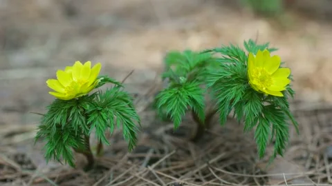 In the spring breeze, the adonis shake to the left and right. Stock Footage 145972979