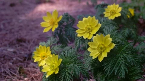 In the spring breeze, the adonis shake to the left and right. Stock Footage 145973005