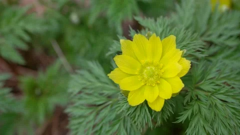 In the spring breeze, the adonis shake to the left and right. Stock Footage 145973011