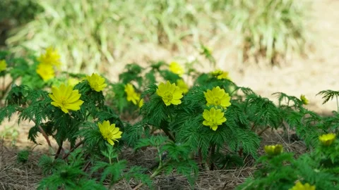 In the spring breeze, the adonis shake to the left and right. Vidéo 145973073