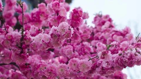 The spring breeze blows the peach blossoms in full bloom 動画素材 257167825