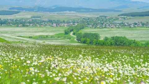 The spring breeze blows through the  fields full of daisies and flowers Stock Footage 314635590