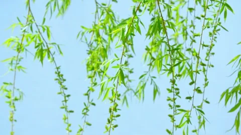 The spring breeze blows - the willow branches sway 스톡 동영상 257288800