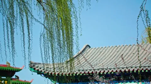The spring breeze blows willow leaves, and the spring color fills the garden 動画素材 257167708