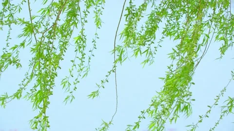The spring breeze blows - the willow leaves are fluttering Vídeo Stock 257288690