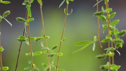The spring breeze blows the willow tree willow willow branch close-up Stock Footage 257288082