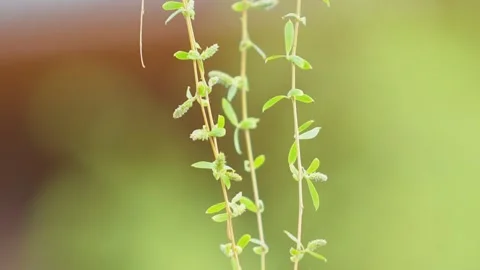 The spring breeze blows willow willow willow branches Stock Footage 257288008