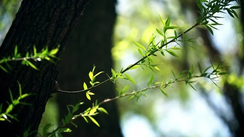 In the spring breeze, the leaves of the willow tree send new branches and fl Stock Footage 257287629