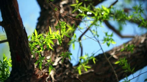 In the spring breeze, the willow tree sends new branches - the leaves flutte 스톡 동영상 257287626