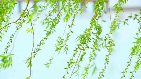 Spring breeze - willow trees by the lake - wicker swinging Stock Footage 257288730