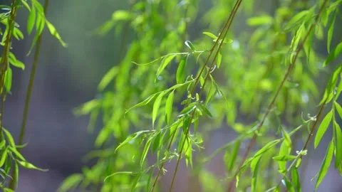 Spring breeze willow willow branches willow leaves willow willow 스톡 동영상 257287624