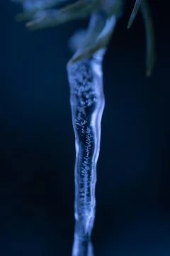 Spring bright background with icicles on branch of tree Stock Photos