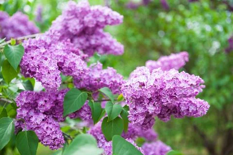 Spring bright background with lilac branches in green garden Stock Photos