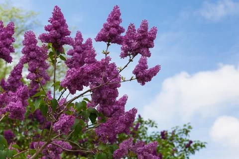 Spring bright background with purple lilac branches Stock Photos