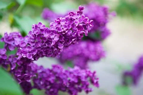 Spring bright background with vivid lilac branch Stock Photos