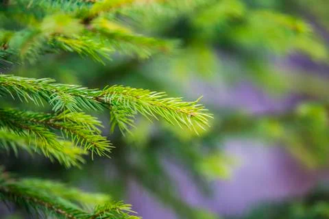 Spring bright background with young spruce branches. Selective focus. Stock Photos